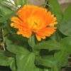 Calendula 500 gram